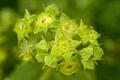 Alchemilla xanthochlora